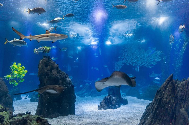 Programa Municipal " Os Dias da Idade" Visita ao Oceanário de Lisboa