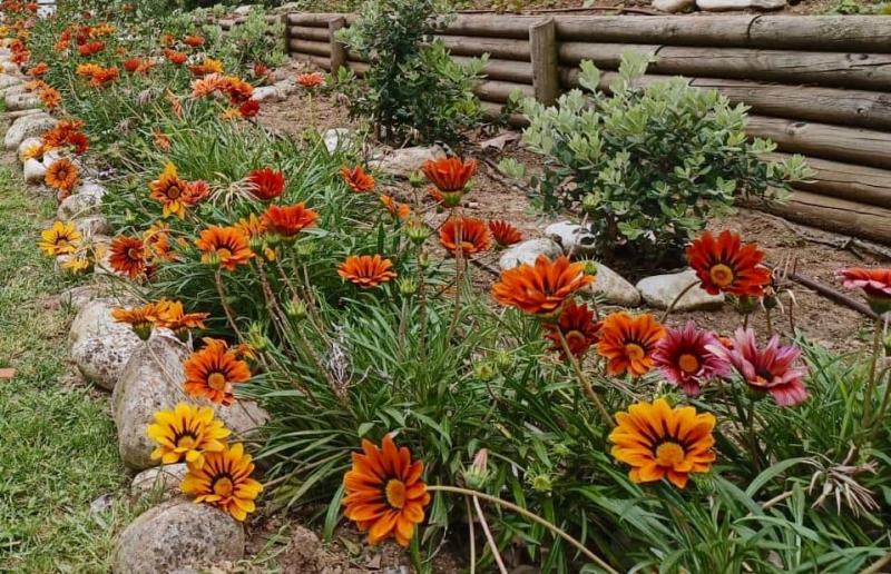 Espaço Público - Plantação de Plantas na freguesia