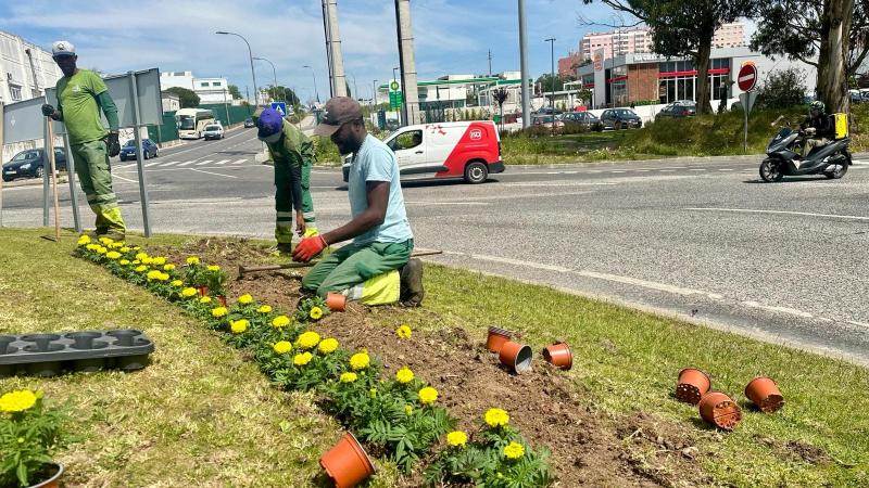 Espaço Público - Plantação de Plantas na freguesia