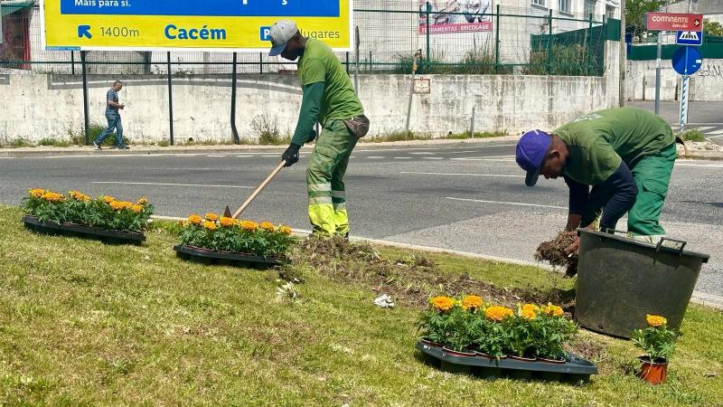 Espaço Público - Plantação de Plantas na freguesia