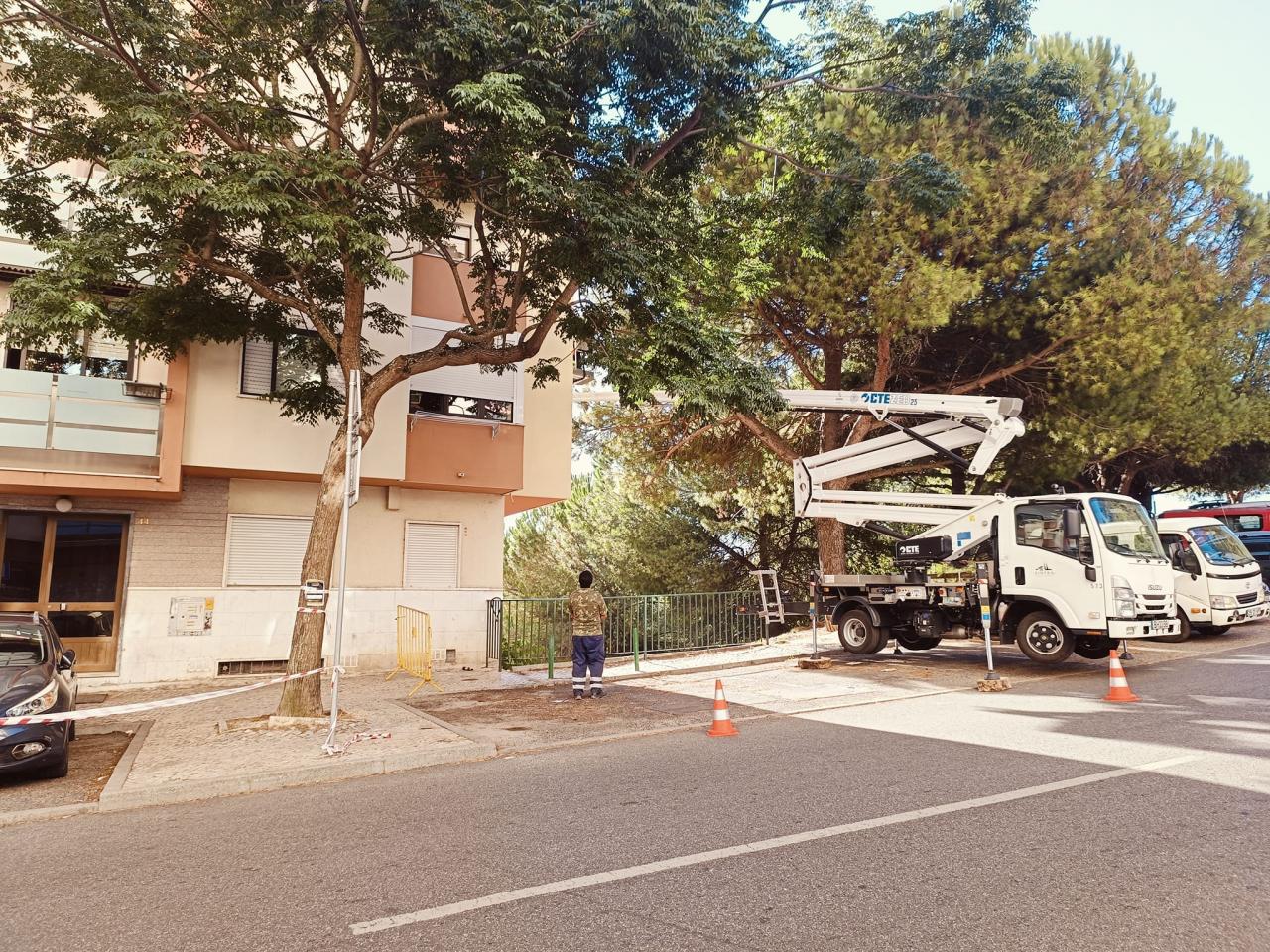 Poda das árvores na Avenida Cidade de Lisboa no casal do Cotão