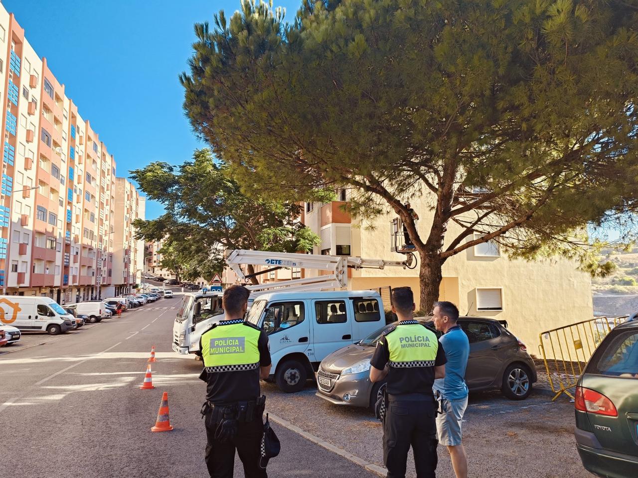 Poda das árvores na Avenida Cidade de Lisboa no casal do Cotão