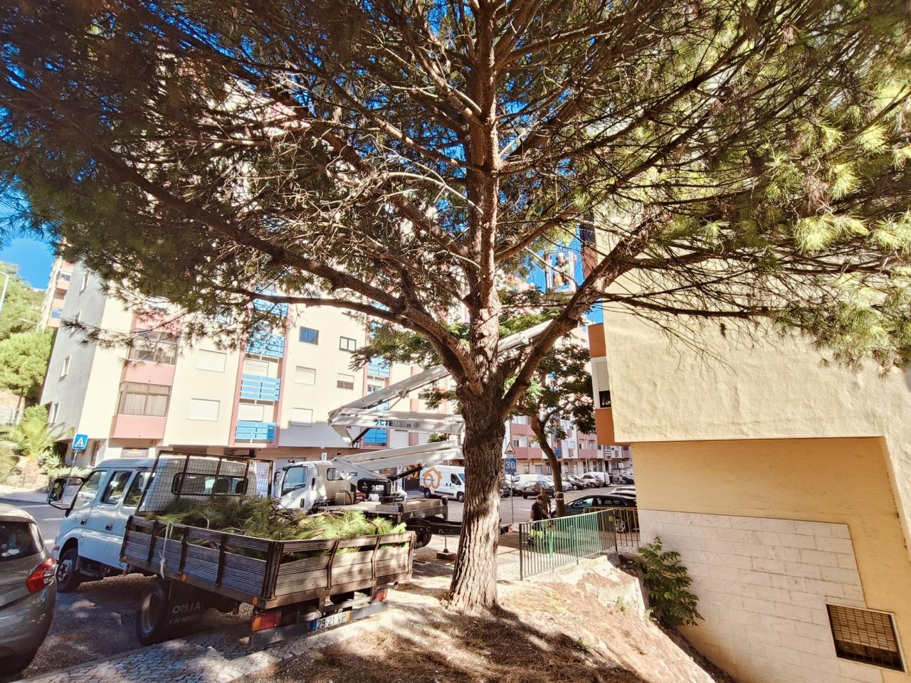 Poda das árvores na Avenida Cidade de Lisboa no casal do Cotão