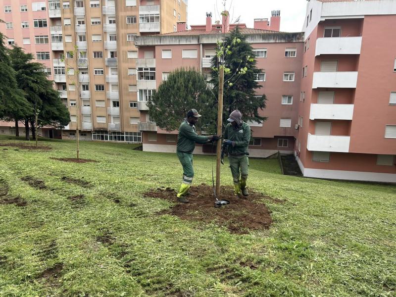 Ambiente e Espaços Verdes - Plantação de Árvores Ambiente e Espaços Verdes - Plantação de Árvores